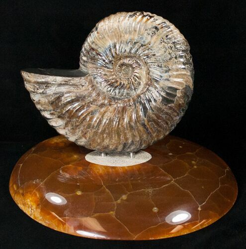 Russian Deshayesites Ammonite With Agate Base #15590